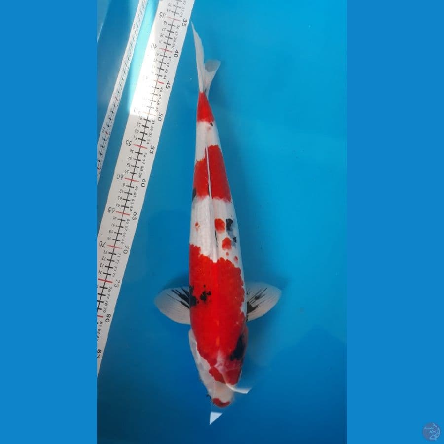 Showa Pejantan 50cm