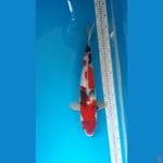 Showa 48cm Betina