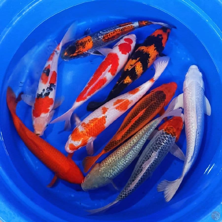 mix ikan bagus 35-40cm 10ekor