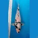 Shiro yang seneng keeping bos F46cm