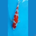 sanke F32cm