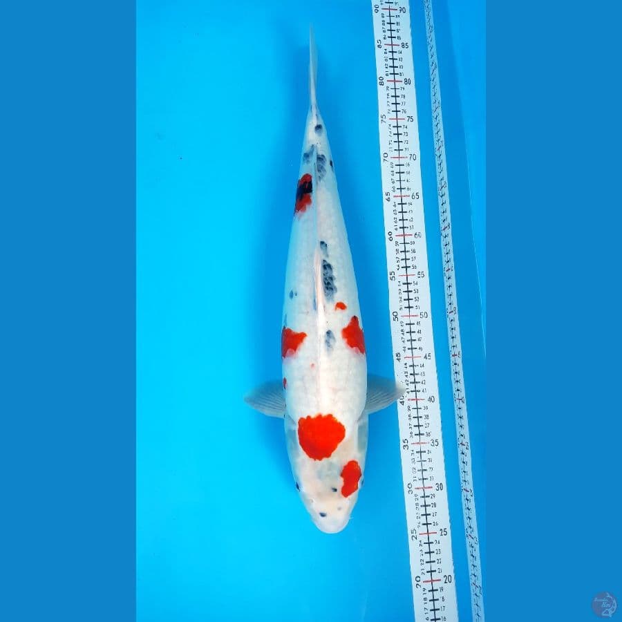 Kindai Sw F56Cm [free Sanke33cm]