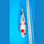 Kindai Sw F56Cm [free Sanke33cm]