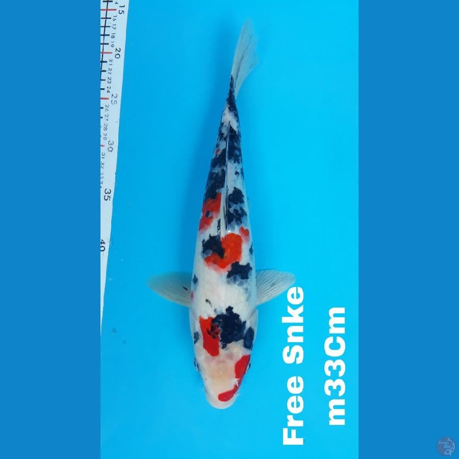 Kindai Sw F56Cm [free Sanke33cm]