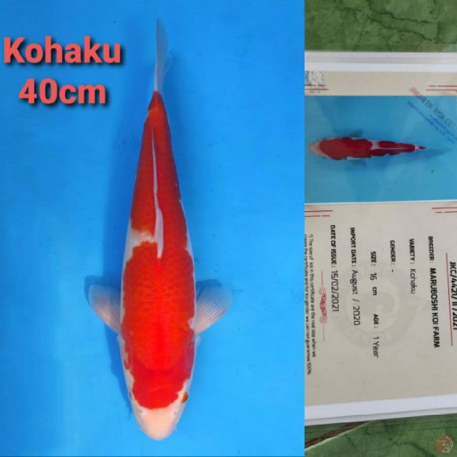 MARUHOSHI KOHAKU 40CM SERTI