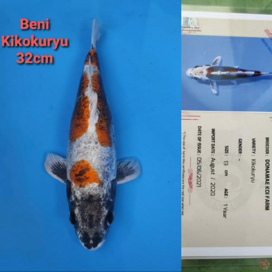 DONAMAE BENI KIKOKURYU 32CM SERTI