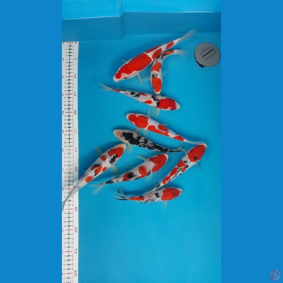 mix kohaku doit sanke sisek 17-27cm 9ekr