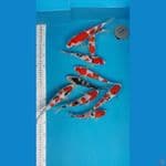 mix kohaku doit sanke sisek 17-27cm 9ekr