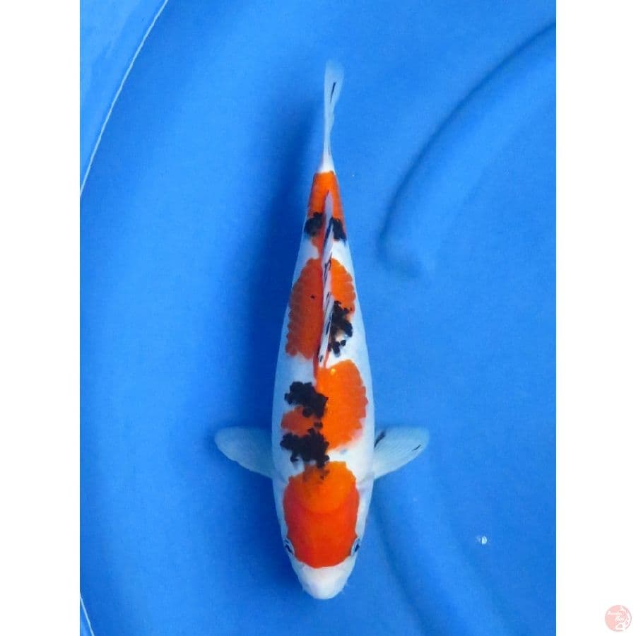 28cm , Yondan Sanke
