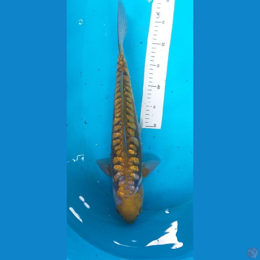 Midori Aragoke 50cm/Male