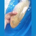 Soragoi Ginrin Jantan 46cm