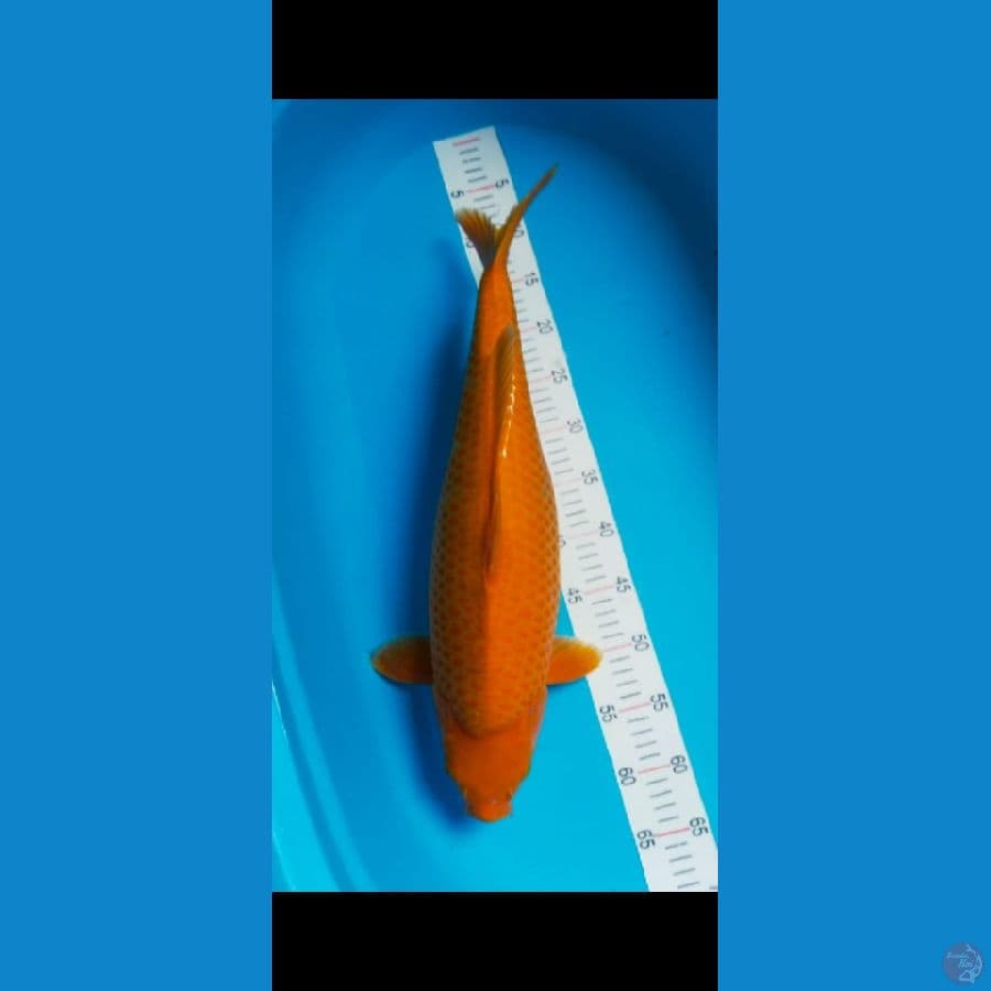 Karamel Jumbo SQ 53 cm