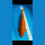 Karamel Jumbo SQ 53 cm