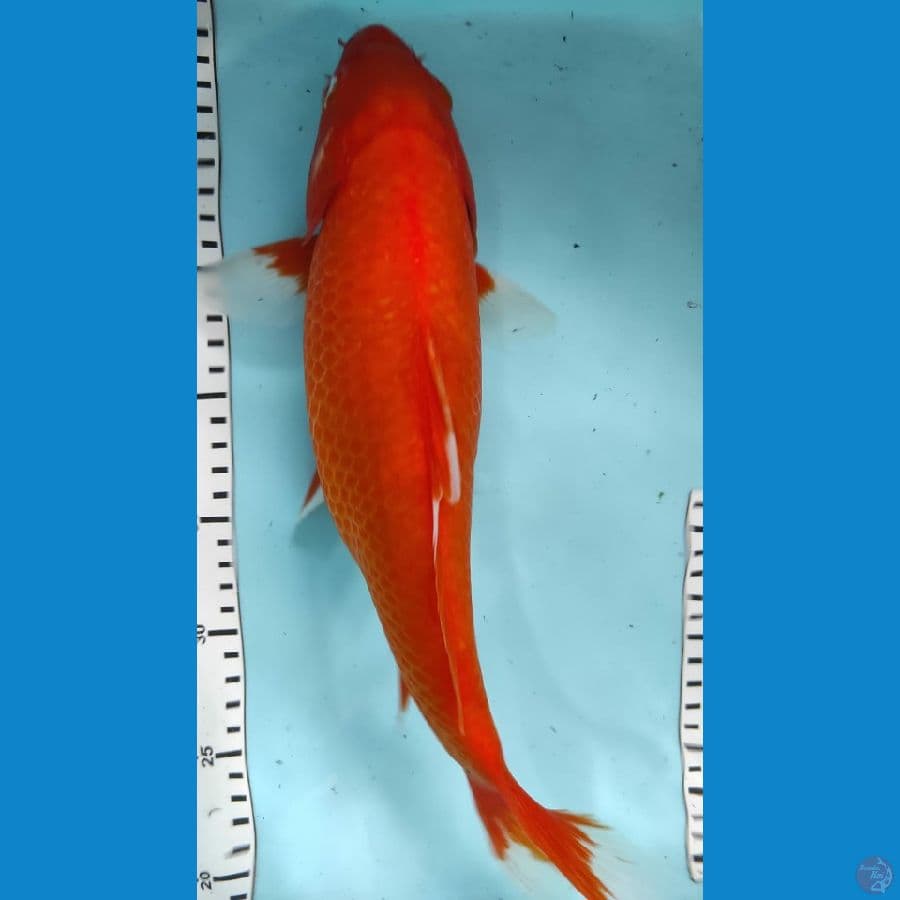 red karasi 33cm