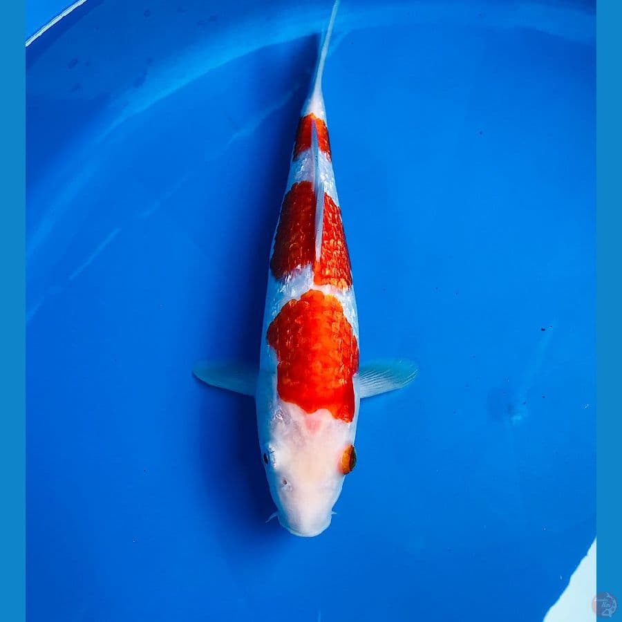 kohaku ginrin 26cm