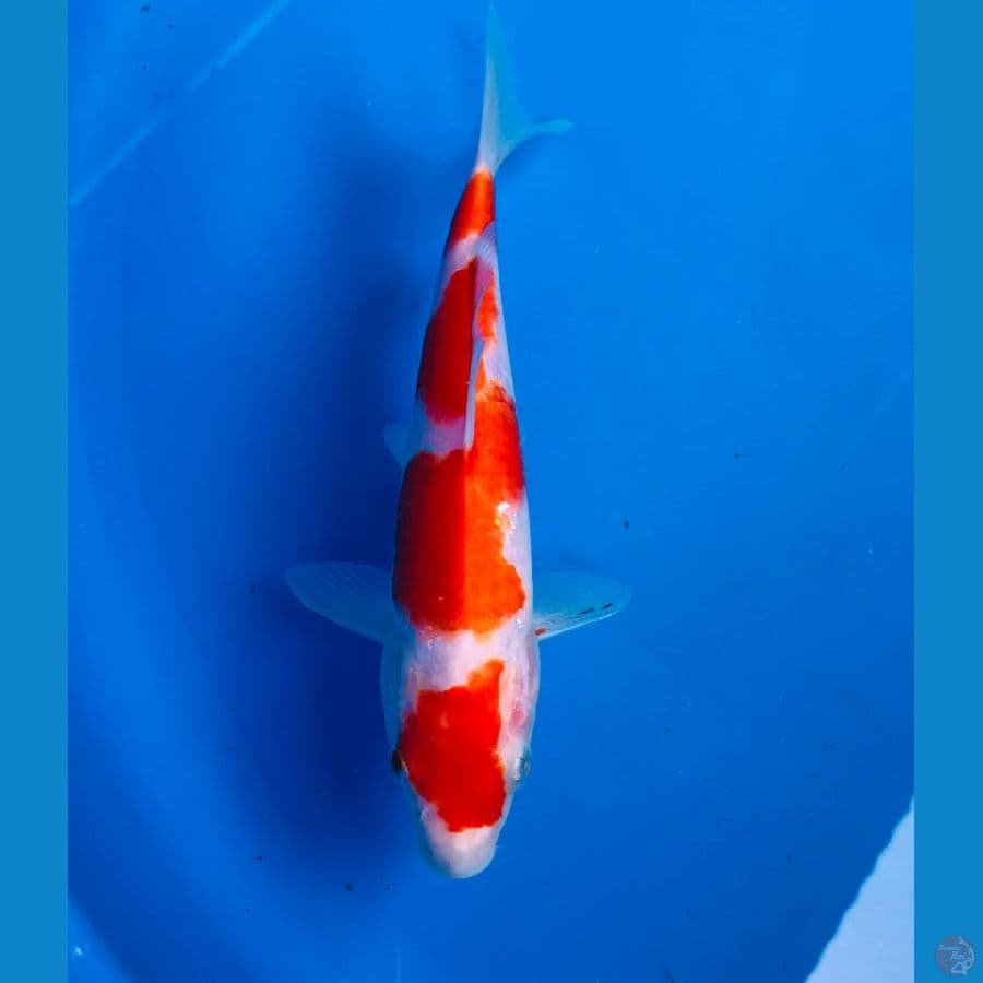 kohaku 20cm