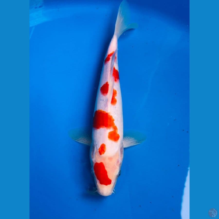 kohaku sakura 26cm