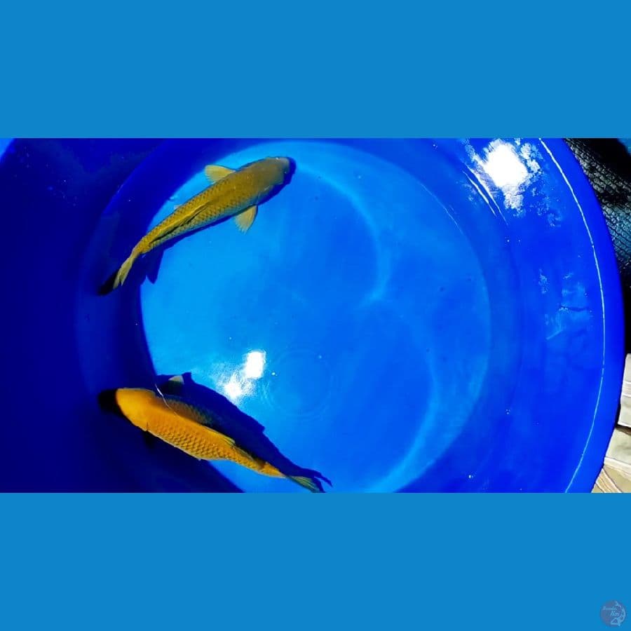 45 cm sajodo