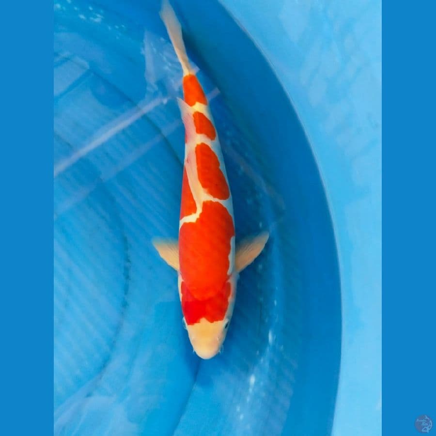 doitsu 43cm jantan