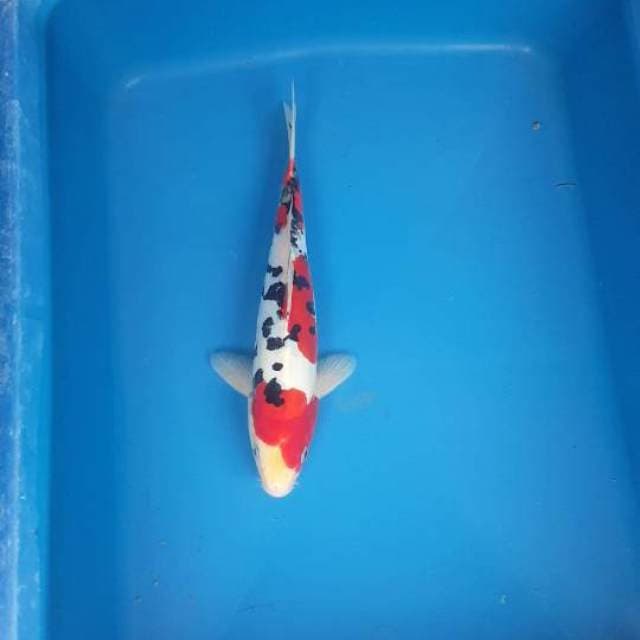 SANKE DOITSU MURNI DALMATION