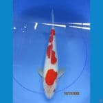 Ginrin Male 30 cm