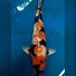 Isa showa male 62