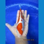 baby Doitsu Kohaku 23 cm
