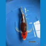 ghosyki Kumpay. 45 cm