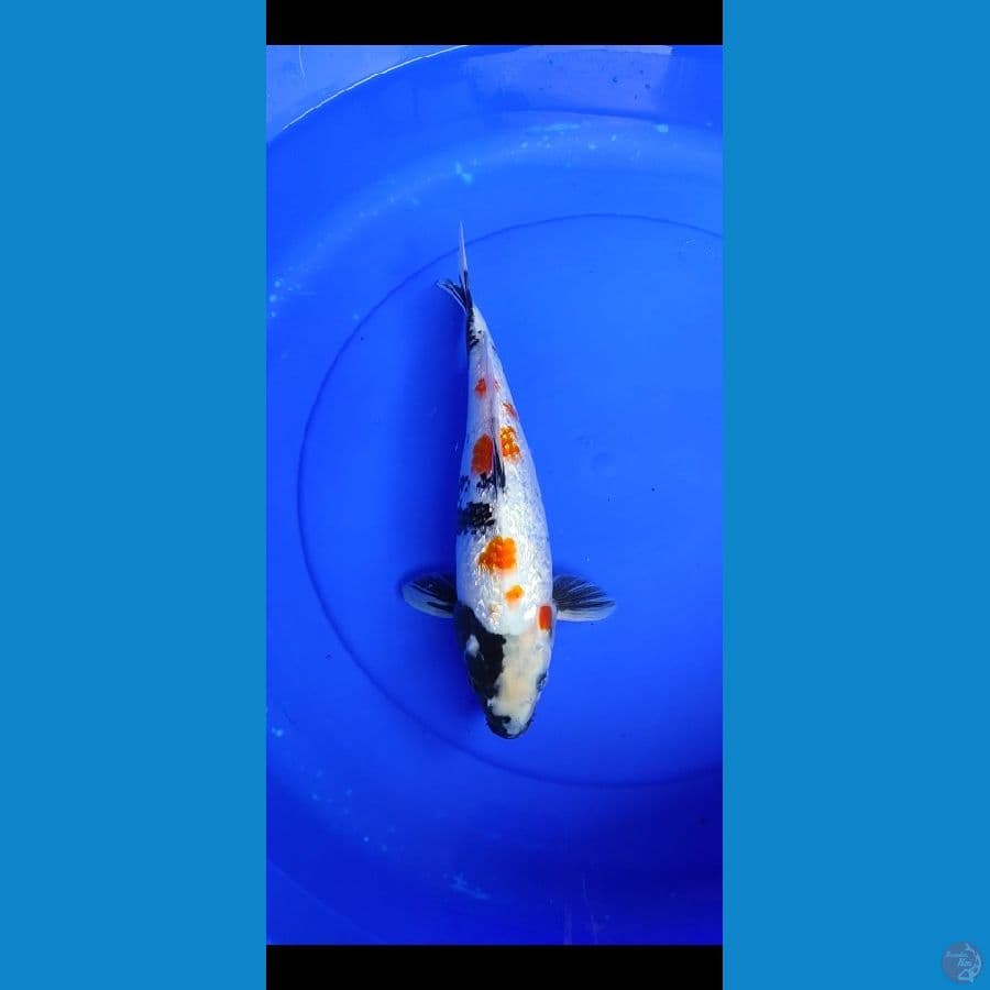 showa ginrin......34cm