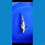 showa ginrin......34cm