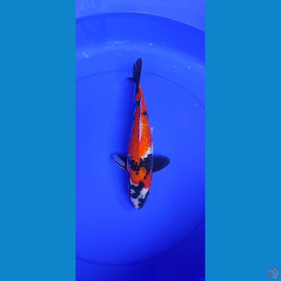 showa ginrin..... 31cm
