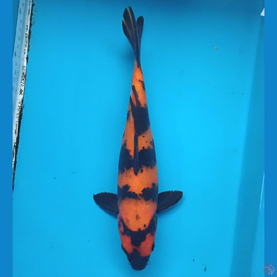 hi utsuri 30cm