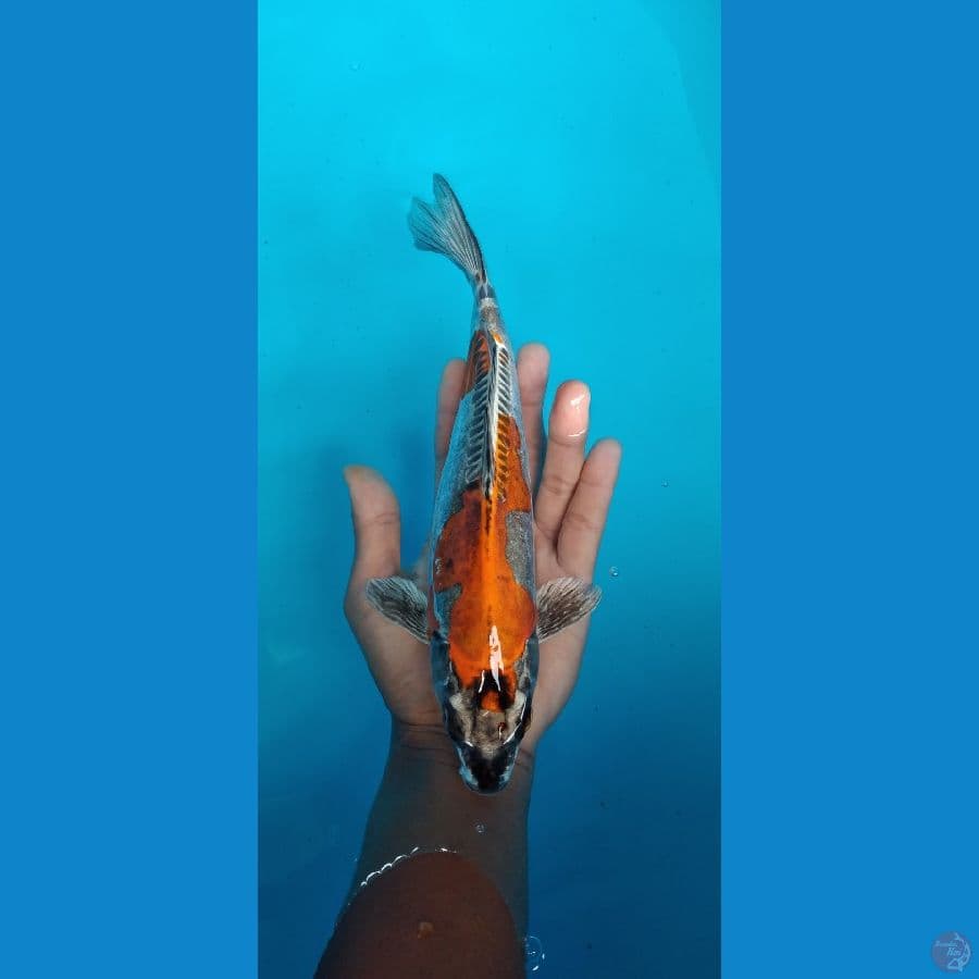 beni kiko 27 cm