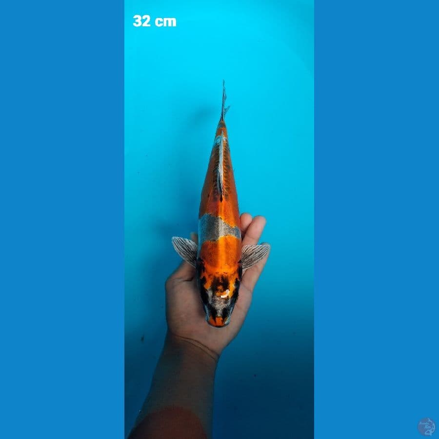 benikiko