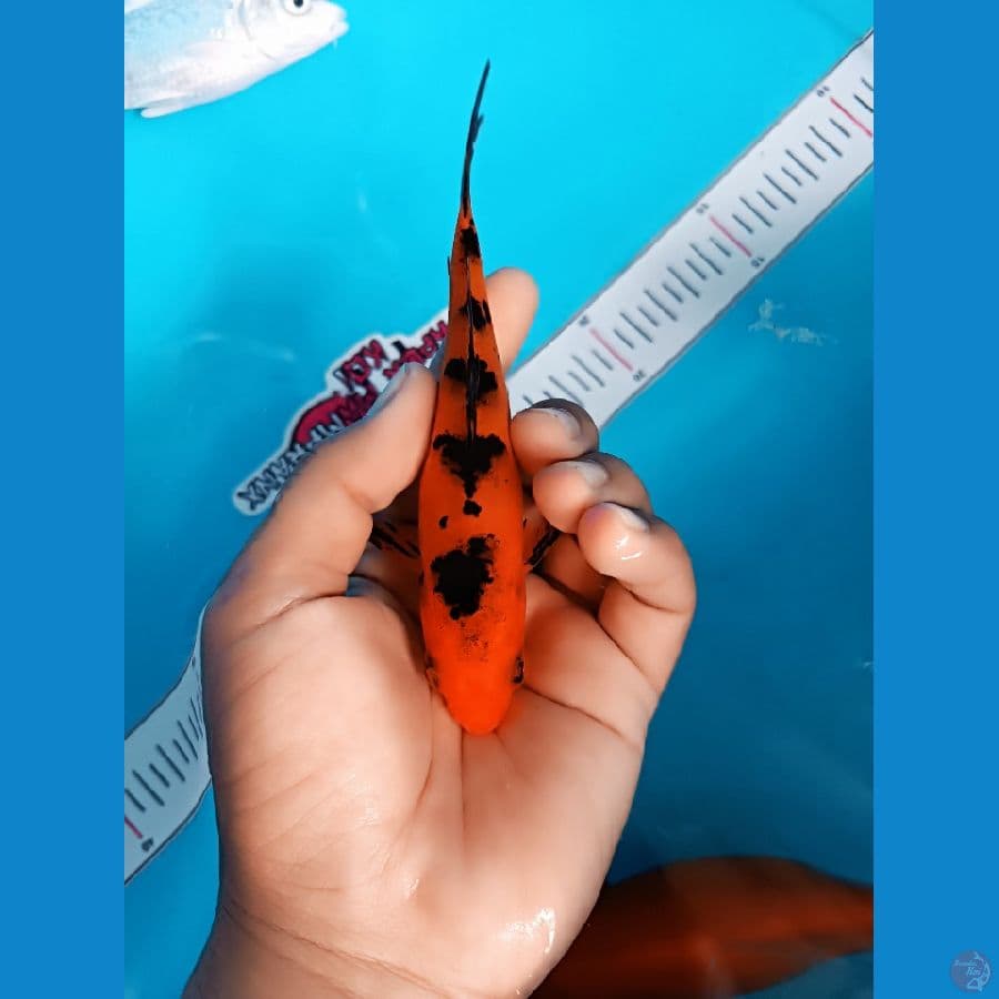 aka beko size 15
