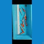 kohaku 21 - 25 cm