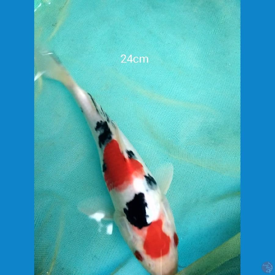 kindai showa