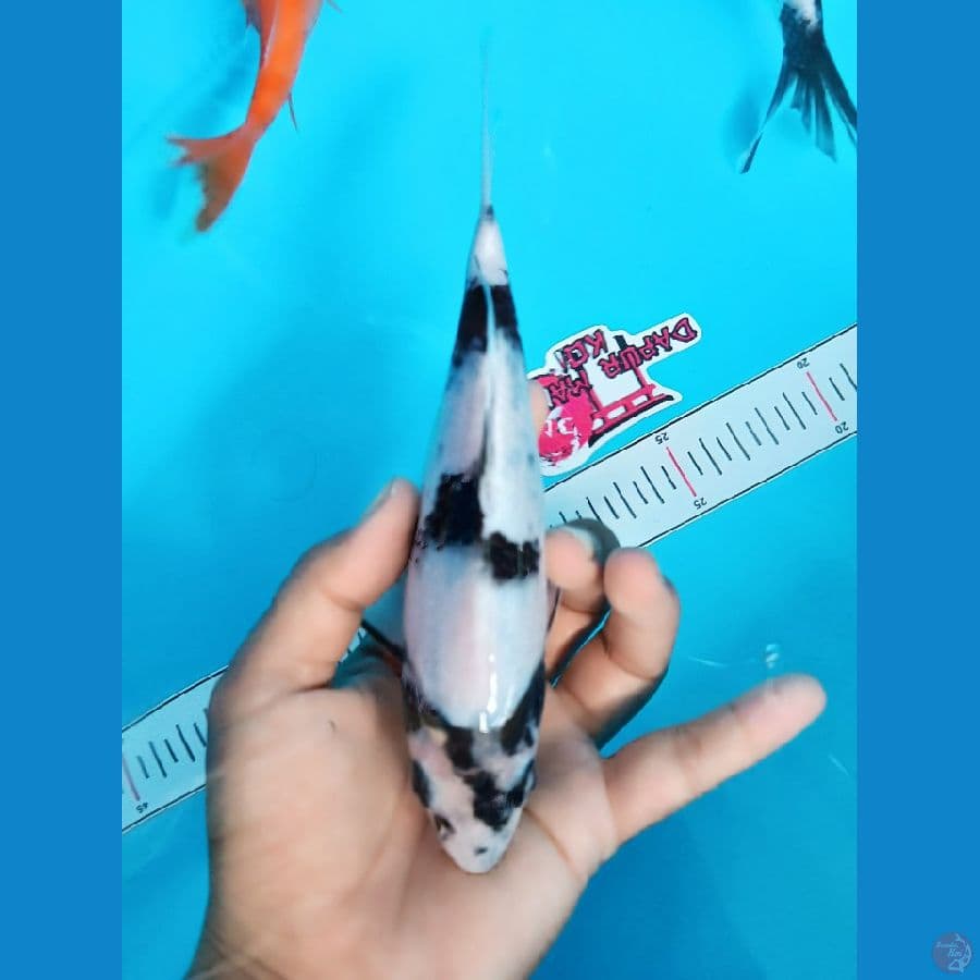 shiro SQ size 18cm