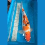 Sanke Maruhiro Jumbo 55BU