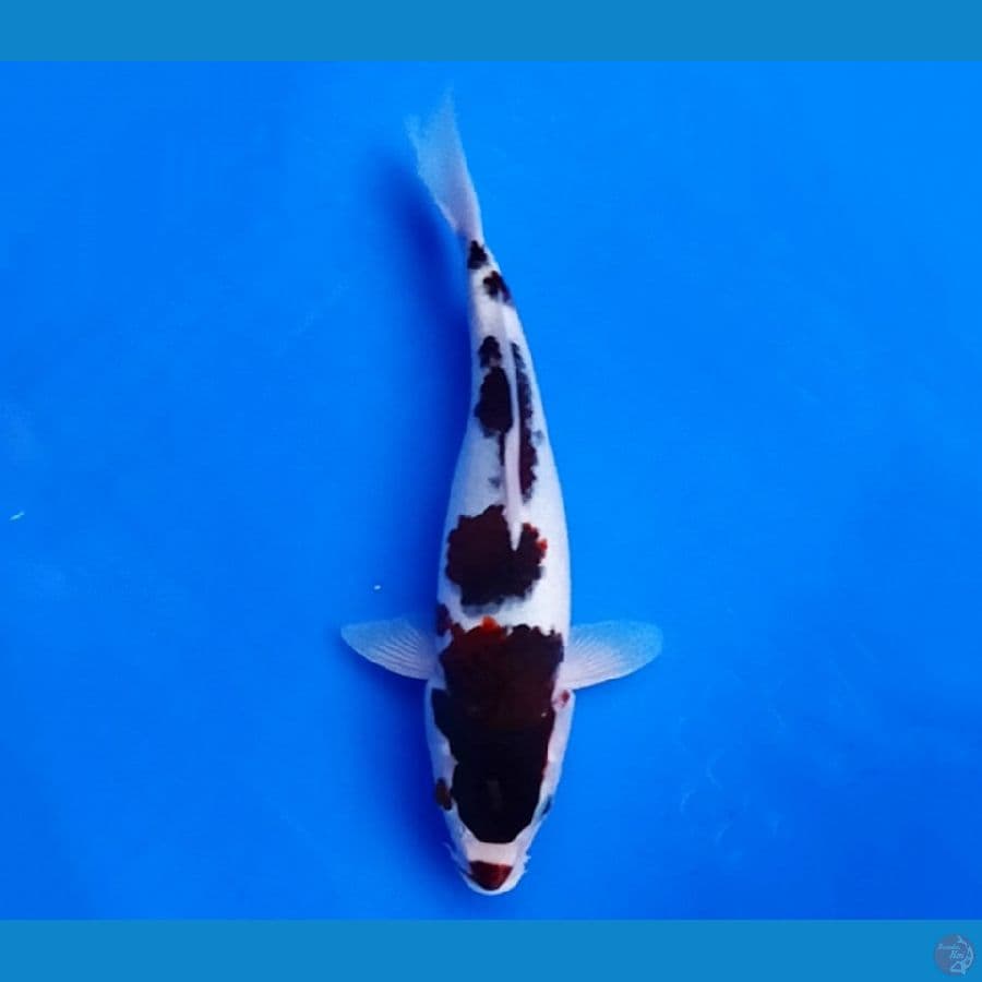 goromo
