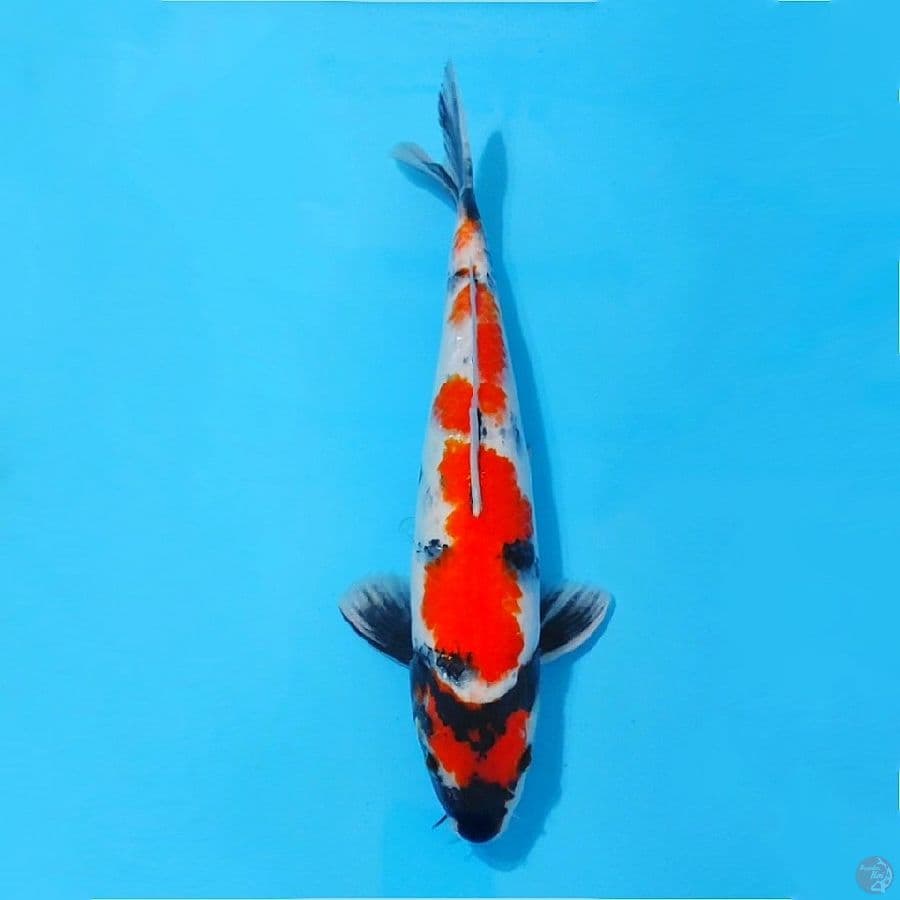 Maruten showa size 35cm male