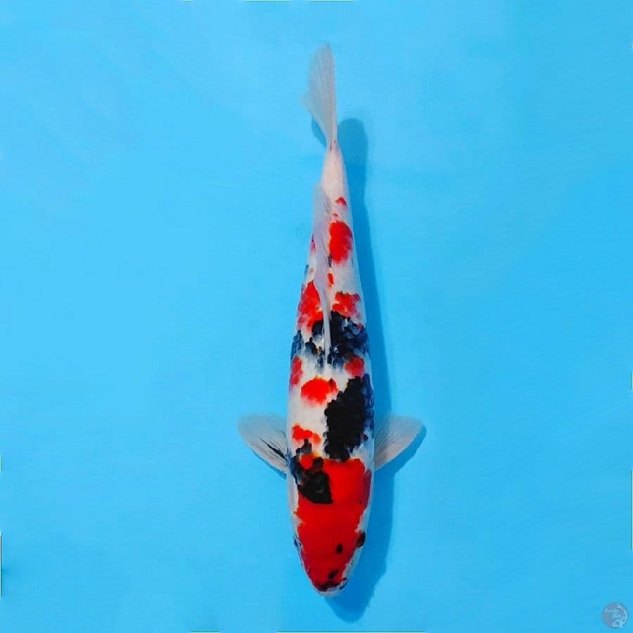 red kindai showa quality size 37cm male