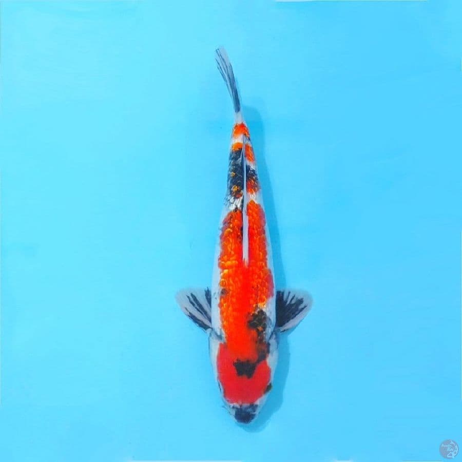 ginrin showa size 28cm male