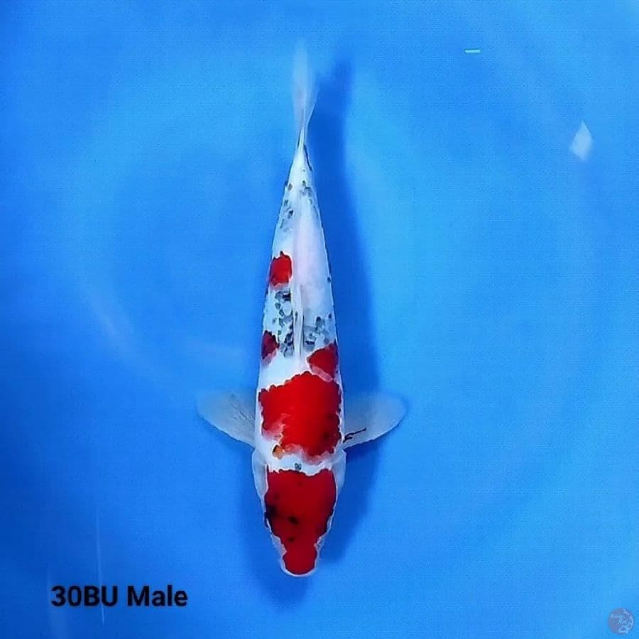 Showa Tategoi 30BU Male
