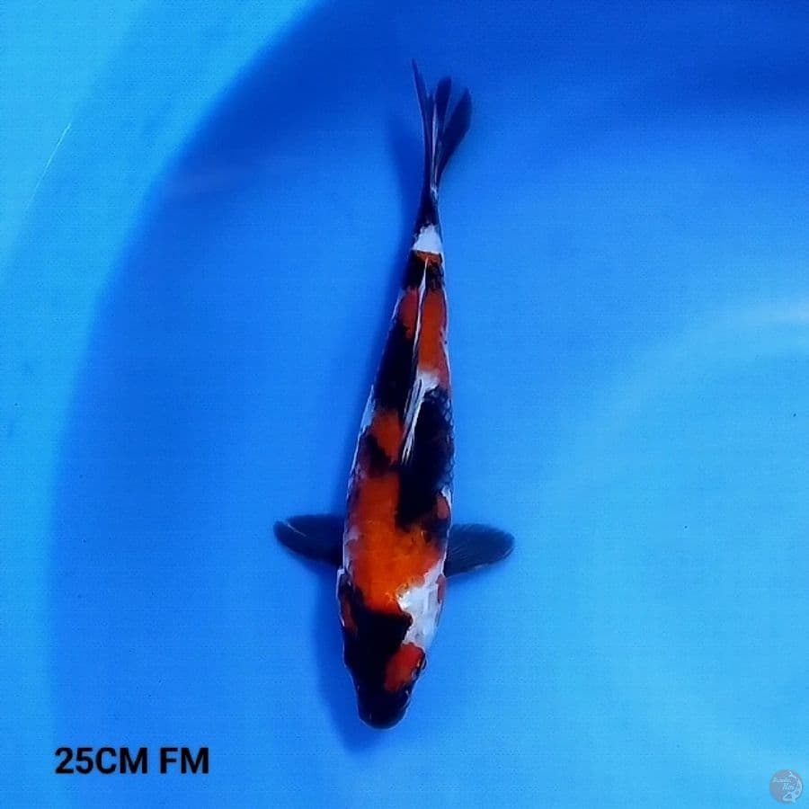 Showa Sanshoku 25CM Female