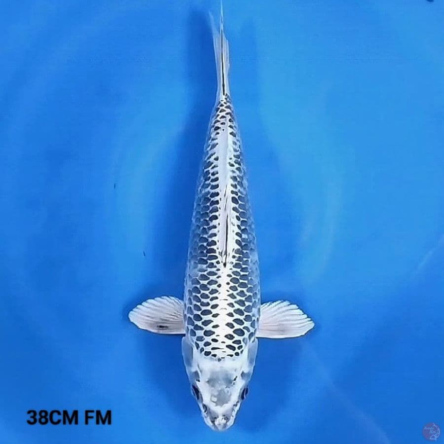 Gin Matsuba 38CM FM