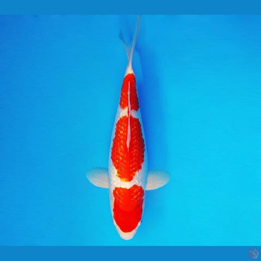ZATOCHI 1 ~ Kohaku Gin Rin 30 cm/fm ™