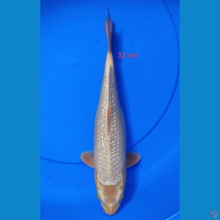 MUKASI 32 CM 
