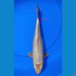 MUKASI 32 CM 