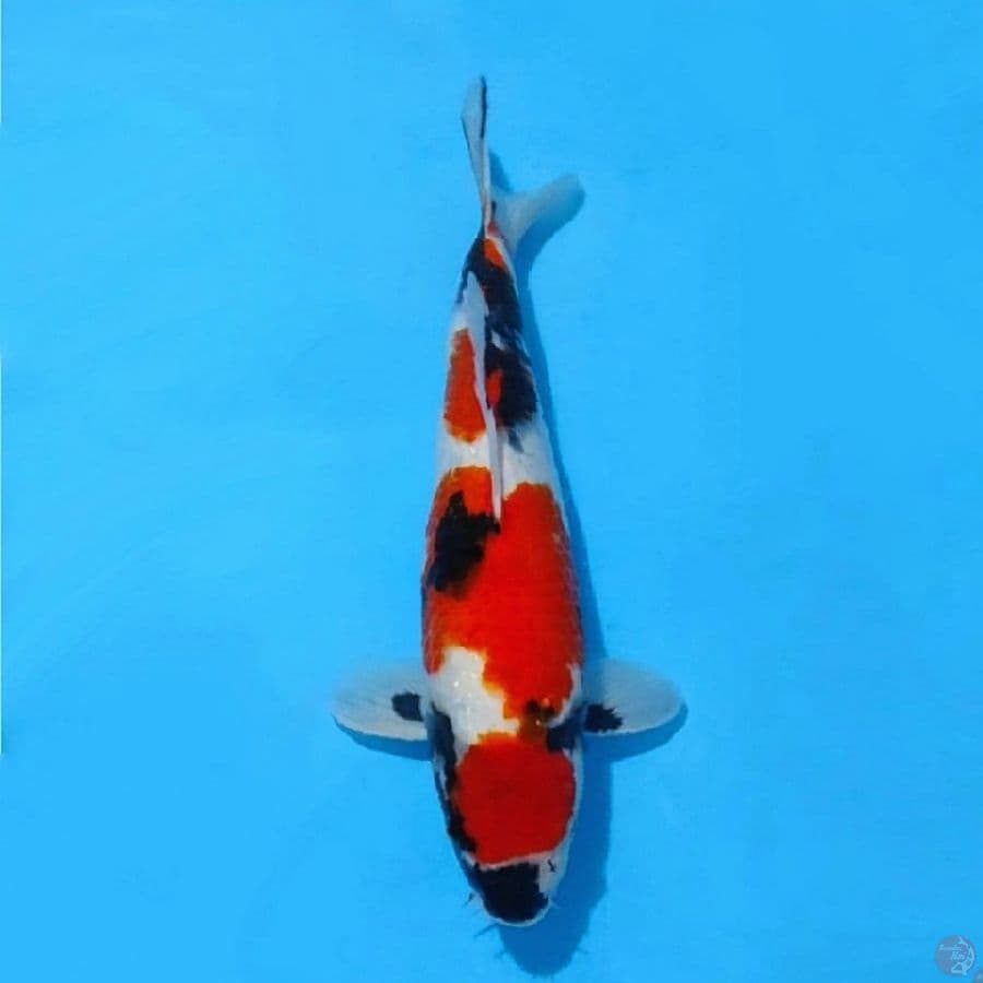 MARUTEN SHOWA High QUALYTY 37CM/F